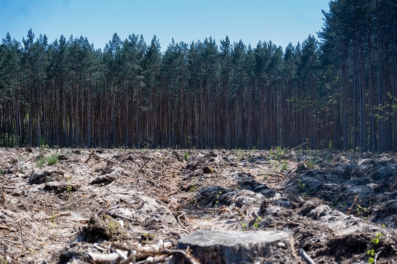 Forest Clearing Ceremony